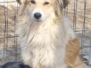 Hübscher SAM sucht erf. Hundemenschen - Neuberg
