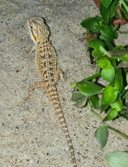 Junge Bartagame - Brandenburg (Havel)