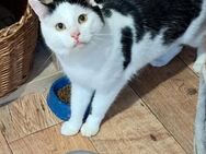💛 Sanfter Kater Felix sucht dich! 💛 - Eislingen (Fils)