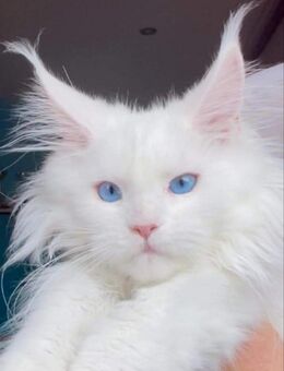 Maine coon Kitten mit blauen Augen - München