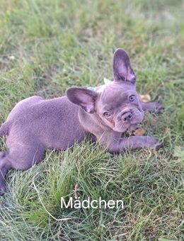 Französische Bulldogge Welpe - Waldachtal