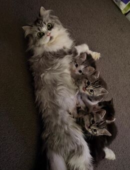 BHK MIX kitten - Arendsee (Altmark) Fleetmark