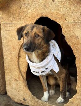 Sanfter Miko sucht ruhiges Zuhause - Chemnitz