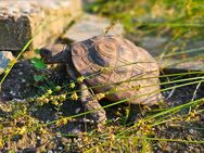 Griechische Landschildkröten (Thb) - Nachzuchten aus 2021 und 2022 - Henstedt-Ulzburg