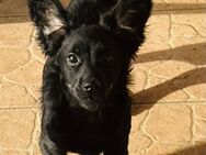 🤩Joker🤩 6 Monate Mischling - Kassel