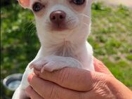 Chihuahua Mädchen 7 Monate - Arnstadt