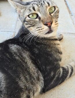 Mercus braucht Streicheleinheiten - Kirchheim (München)