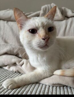 Schmuse Katze & Kater abzugeben - Flensburg