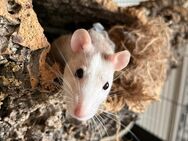 weibliche Ratte sucht neues Zuhause - Weinheim