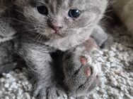 BKH Kitten - Eichenzell