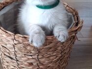 Bkh Kitten,Bluepoint,British Katze - Dortmund Huckarde