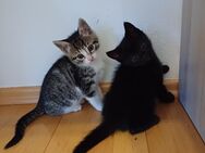 BKH Mix Kitten suchen ab Ende Juni ein neues Zuhause - Rosenheim