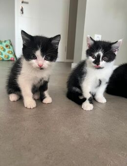 6 liebevolle Kitten suchen ein schönes Zuhause 🐾 - Baesweiler Zentrum