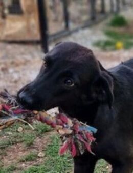 Verspielte, zarte Tara P - Mettmann