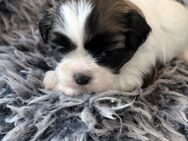 Shih Tzu Hündin Luna RESERVIERT - Seeland Gatersleben