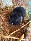 Kaninchen in 64839
