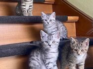 4 Süße Reinrassige BKH Kitten, Mädchen und Jungen, (3 Monate alt) sofort Abholbereit, geimpft und entwurmt - Siegburg Zentrum