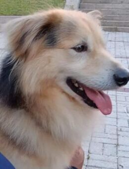 RAFA sucht sein Glückskörbchen - Sulzfeld (Baden-Württemberg)
