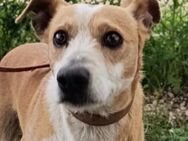 Rex2; sucht liebevolles Zuhause - Geilenkirchen