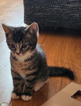 Kitten - Kleve (Nordrhein-Westfalen)