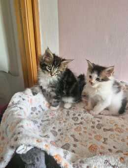 2 Mainecoon Kitten Typ Tabby - Langenhagen