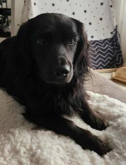 Fuio liebt Spaziergänge in der Natur - Schafflund