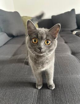 Verspielte BKH-Siam kitten abzugeben - Gemmingen