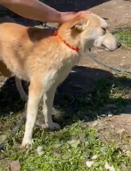 🐕Verspielte Melly sucht ihr Glück🌞 - Eislingen (Fils)