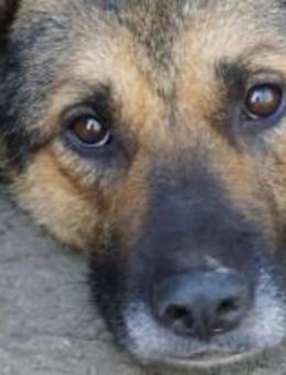 Lancelot, der Verschlossene 🐾 - Elsdorf (Nordrhein-Westfalen)