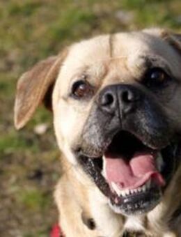 Spike, Dickkopf sucht Führung - Neuhausen (Spree)