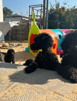 Lackschwarze Großpudelwelpen suchen Zuhause - Fredersdorf-Vogelsdorf