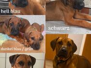 Rhodesian Ridgeback Welpen! - Braunschweig