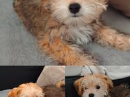 Zuhause für immer gesucht!!! Malteser- Yorkshire Terrier-Welpe - Stephanskirchen