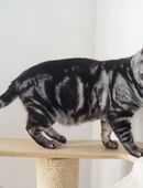 American Shorthair Kater in 67117