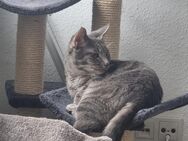 Niedlicher Grauer Kater sucht neues Zuhause - Bremen