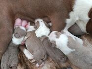 Boston Terrier Welpen mit längerer Nase - Angern