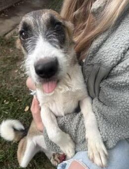 Honey - verspieltes Hundemädchen - Köln