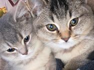 Reinrassige Britisch Kurzhaar-Kitten Lulu und Minzi suchen ein neues Zuhause - Dillenburg