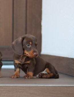 Dackelwelpen abzugeben – 2 Mädchen & 2 Jungs - Eicklingen