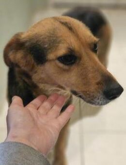 die liebe Runa sucht ihr Zuhause - Siggelkow