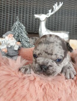 Französische Bulldogge Welpen Hündin - Alfeld (Leine)