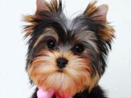 Süße Yorkshire Terrier - Augsburg