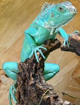 Grüner Leguan "blue" - Mönchengladbach