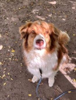 Marley der Schöne - Bad Belzig