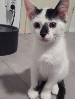 3 Süße Babykatzen abzugeben - Bielefeld