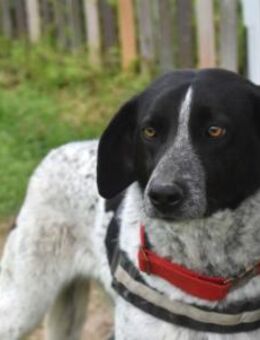 Sanfte, wundervolle Bisou! - Mettmann