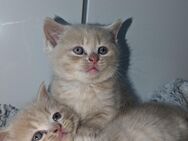 Britisch Kurzhaar Kitten suchen liebevolles Zuhause