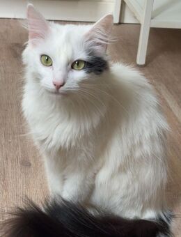 Katze abzugeben! - Kassel Wolfsanger-Hasenhecke