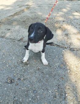 Der verschmuste Folux sucht ein Zuhause - Dortmund