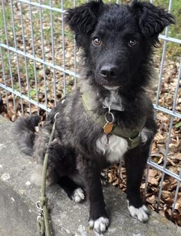 Dein neuer bester Hundekumpel - Herford (Hansestadt)